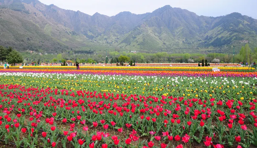 Kashmir Tour Package